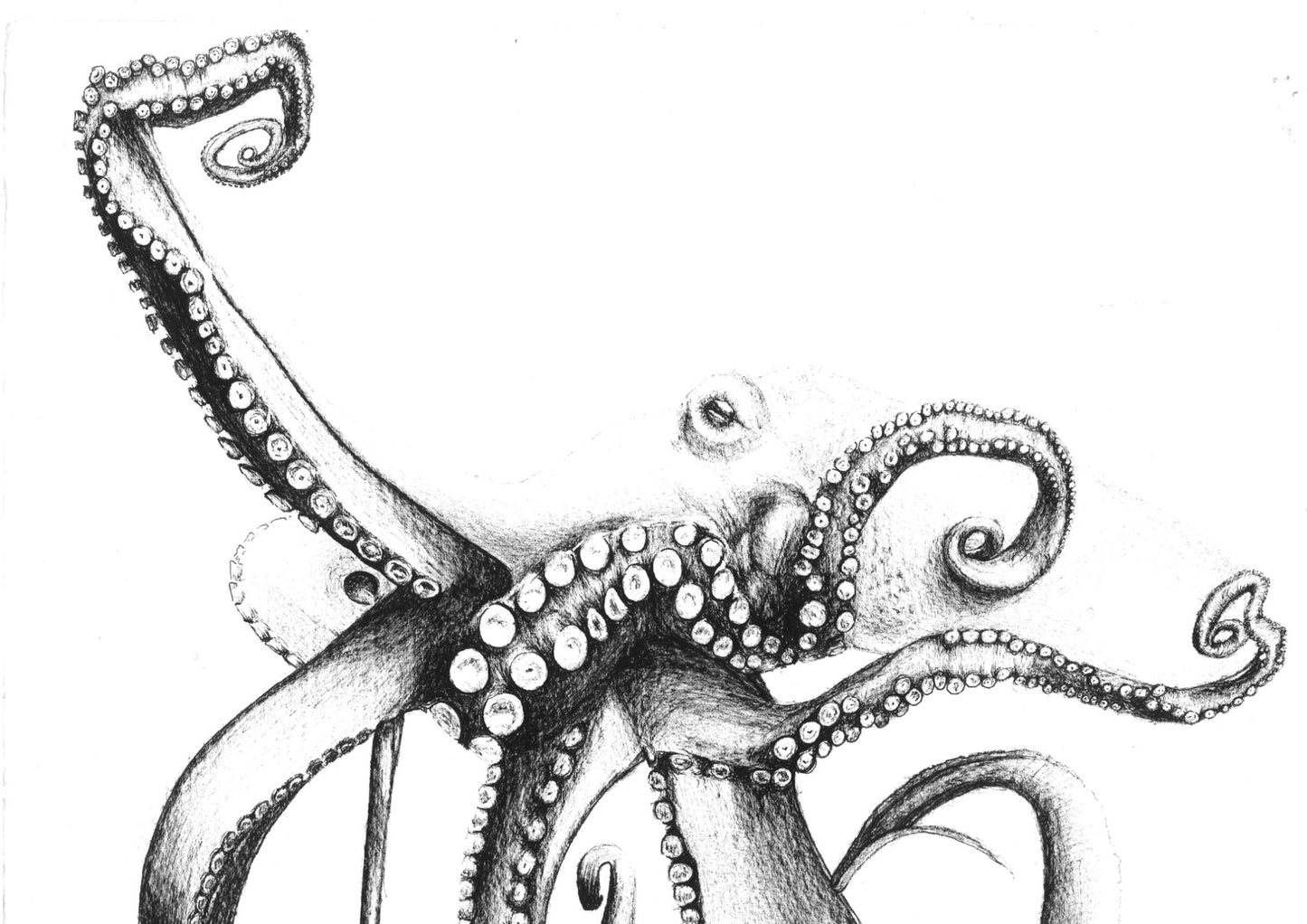 Pulpo lámina